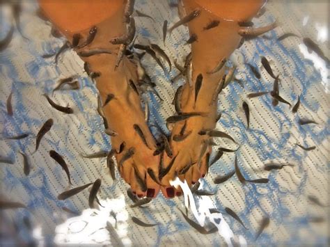 footspa fish|Fishkiss Fish Spa.